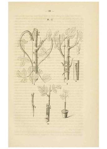 Reproducción/Reproduction 49268979651: Belgique horticole.. Liége.. 