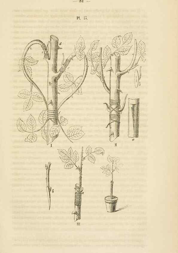 Reproducción/Reproduction 49268979651: Belgique horticole.. Liége.. 