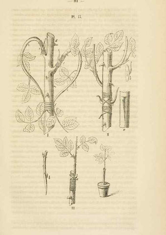 Reproducción/Reproduction 49268979651: Belgique horticole.. Liége.. 
