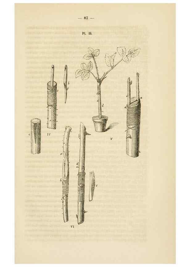 Reproducción/Reproduction 49269179687: Belgique horticole.. Liége.. 