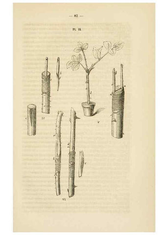 Reproducción/Reproduction 49269179687: Belgique horticole.. Liége.. 