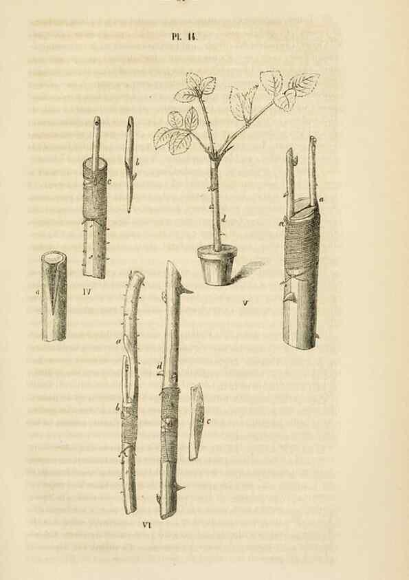 Reproducción/Reproduction 49269179687: Belgique horticole.. Liége.. 