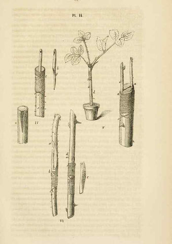 Reproducción/Reproduction 49269179687: Belgique horticole.. Liége.. 