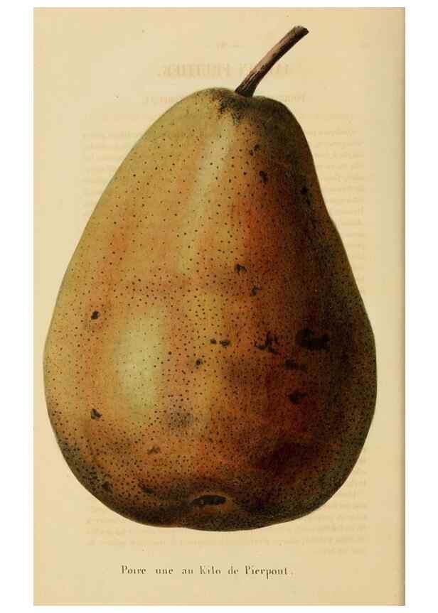 Reproducción/Reproduction 49268522103: Belgique horticole.. Liége.. 