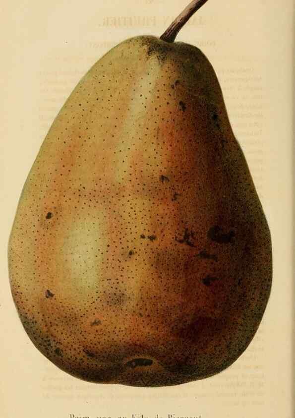 Reproducción/Reproduction 49268522103: Belgique horticole.. Liége.. 