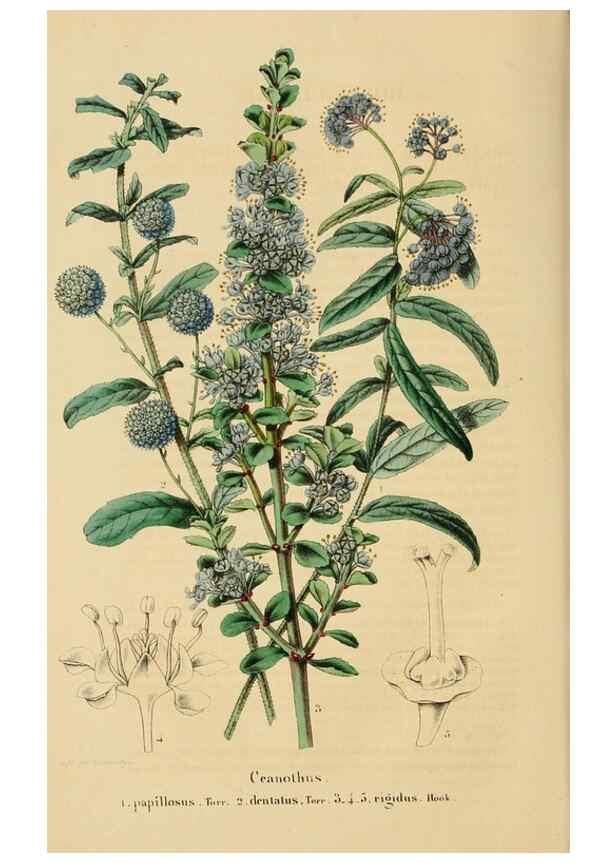 Reproducción/Reproduction 49269180592: Belgique horticole.. Liége.. 