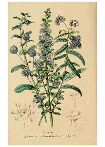 Reproducción/Reproduction 49269180592: Belgique horticole.. Liége.. 