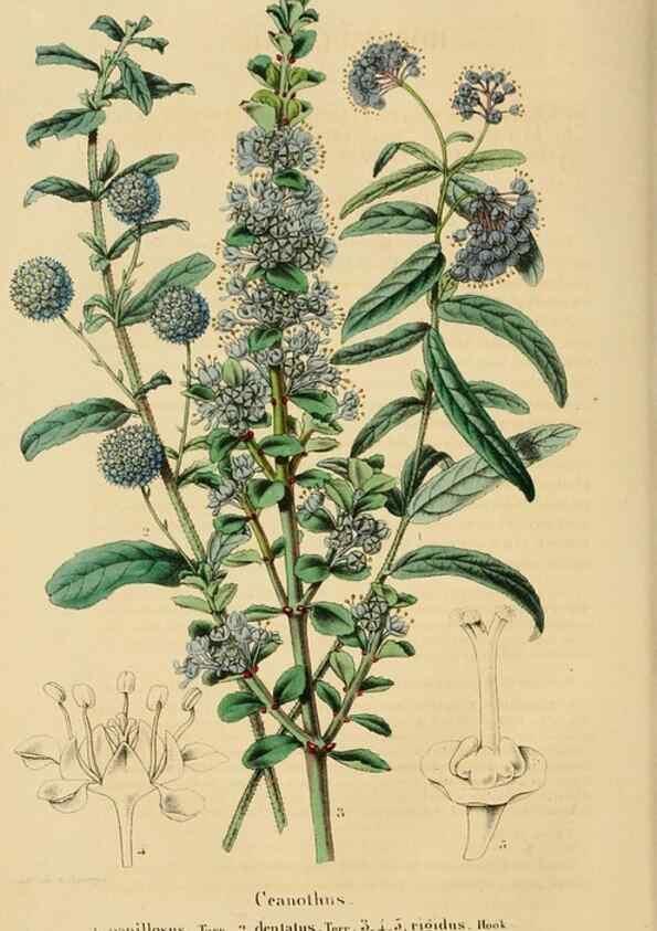 Reproducción/Reproduction 49269180592: Belgique horticole.. Liége.. 
