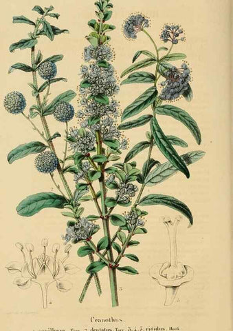 Reproducción/Reproduction 49269180592: Belgique horticole.. Liége.. 