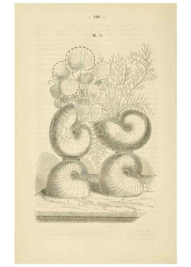 Reproducción/Reproduction 49268980986: Belgique horticole.. Liége.. 