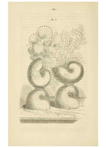 Reproducción/Reproduction 49268980986: Belgique horticole.. Liége.. 