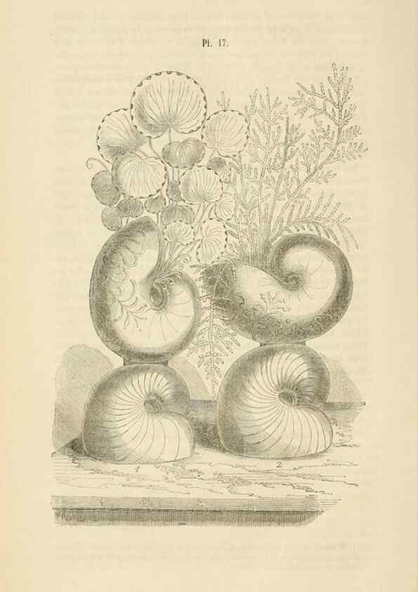 Reproducción/Reproduction 49268980986: Belgique horticole.. Liége.. 