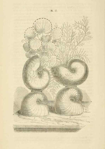 Reproducción/Reproduction 49268980986: Belgique horticole.. Liége.. 