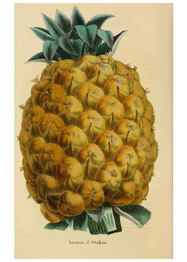 Reproducción/Reproduction 49268523658: Belgique horticole.. Liége.. 