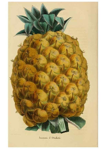 Reproducción/Reproduction 49268523658: Belgique horticole.. Liége.. 