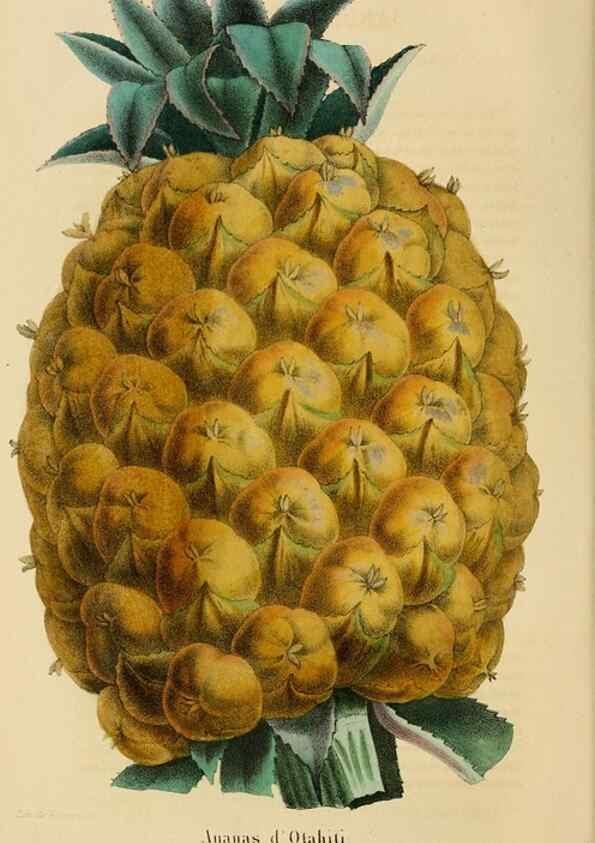Reproducción/Reproduction 49268523658: Belgique horticole.. Liége.. 