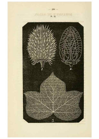 Reproducción/Reproduction 49268988361: Belgique horticole.. Liége.. 