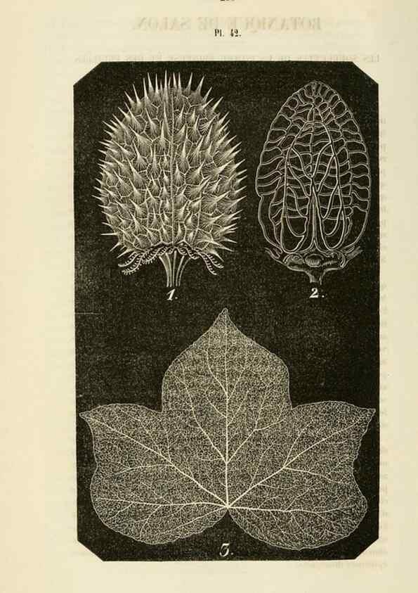 Reproducción/Reproduction 49268988361: Belgique horticole.. Liége.. 