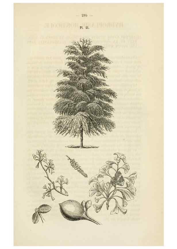 Reproducción/Reproduction 49268989281: Belgique horticole.. Liége.. 