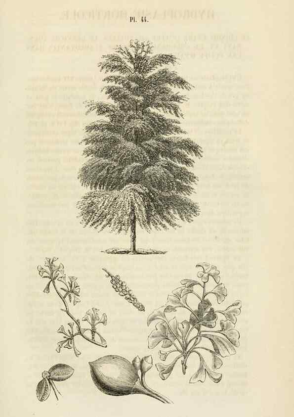 Reproducción/Reproduction 49268989281: Belgique horticole.. Liége.. 