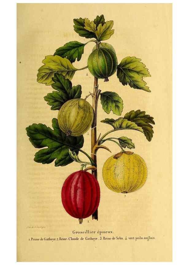 Reproducción/Reproduction 49269533327: Belgique horticole.. Liége.. 