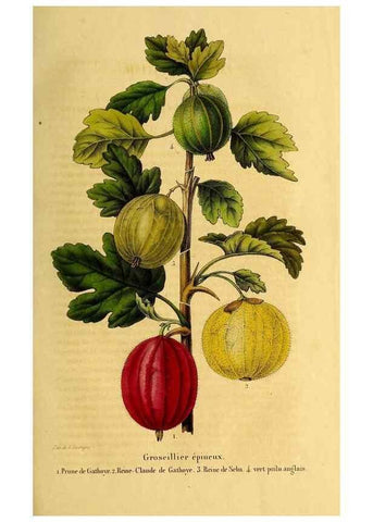 Reproducción/Reproduction 49269533327: Belgique horticole.. Liége.. 