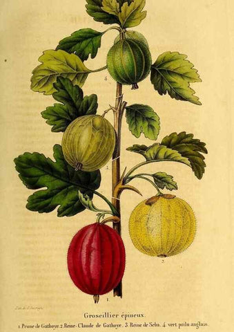 Reproducción/Reproduction 49269533327: Belgique horticole.. Liége.. 