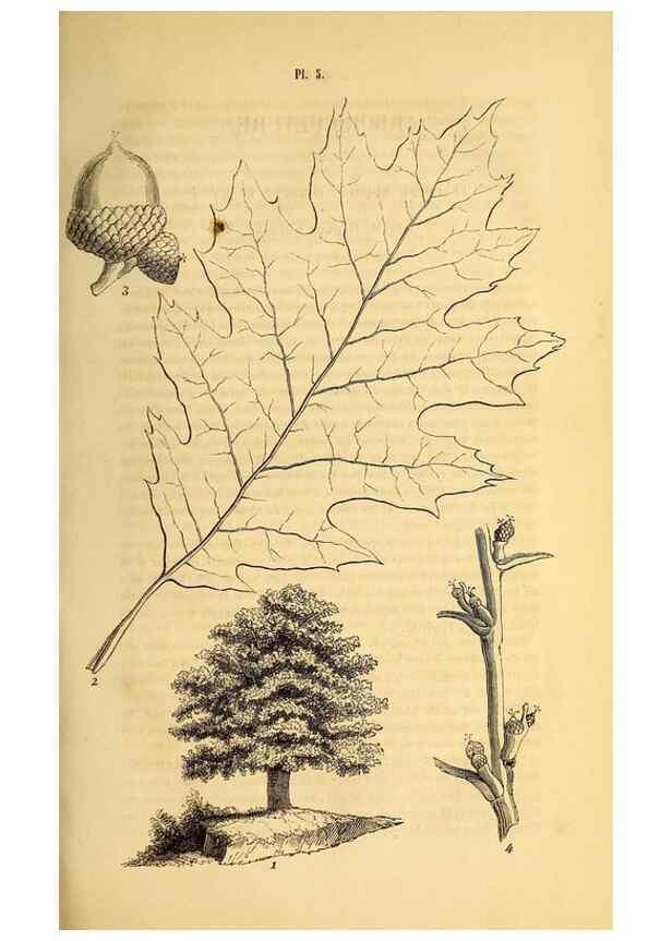 Reproducción/Reproduction 49269333406: Belgique horticole.. Liége.. 