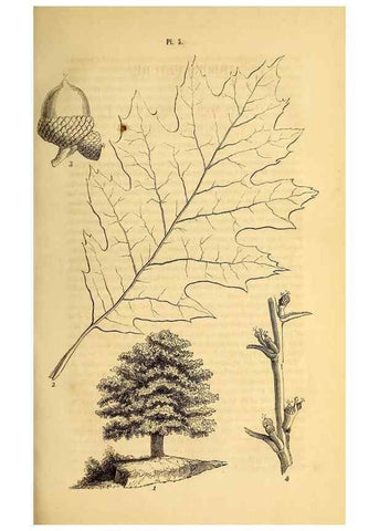 Reproducción/Reproduction 49269333406: Belgique horticole.. Liége.. 