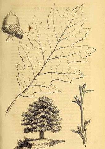 Reproducción/Reproduction 49269333406: Belgique horticole.. Liége.. 