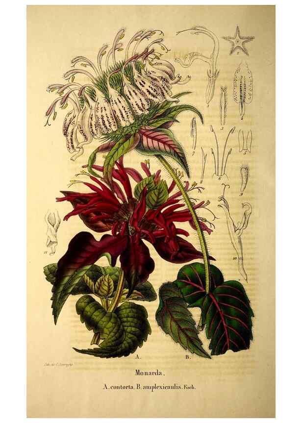 Reproducción/Reproduction 49269533867: Belgique horticole.. Liége.. 