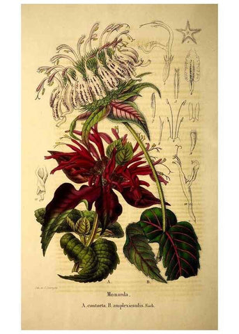 Reproducción/Reproduction 49269533867: Belgique horticole.. Liége.. 