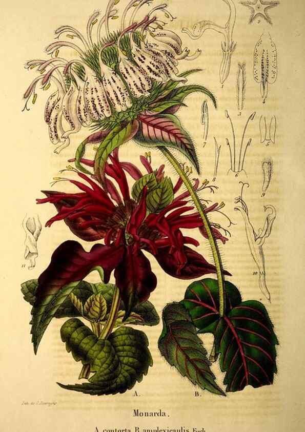 Reproducción/Reproduction 49269533867: Belgique horticole.. Liége.. 
