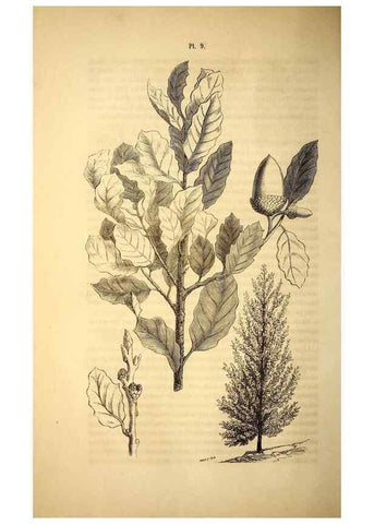 Reproducción/Reproduction 49269334941: Belgique horticole.. Liége.. 