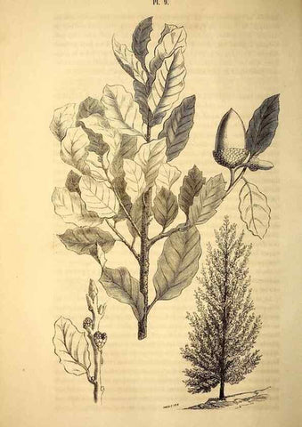 Reproducción/Reproduction 49269334941: Belgique horticole.. Liége.. 