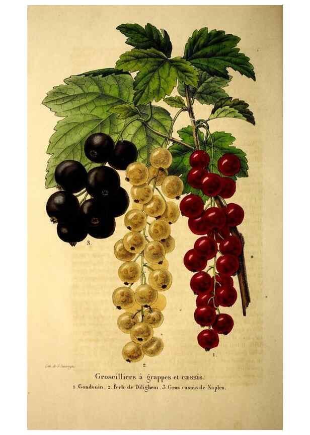 Reproducción/Reproduction 49269535222: Belgique horticole.. Liége.. 