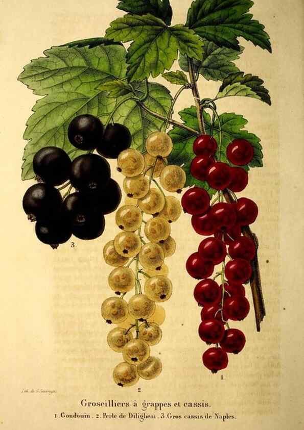 Reproducción/Reproduction 49269535222: Belgique horticole.. Liége.. 