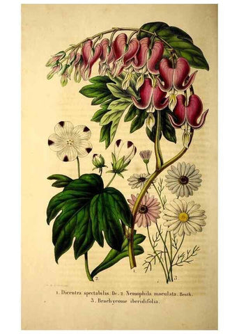 Reproducción/Reproduction 49268875378: Belgique horticole.. Liége.. 