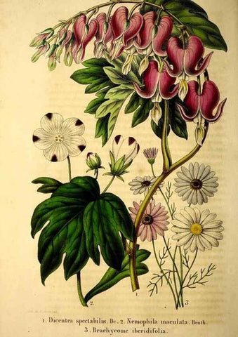 Reproducción/Reproduction 49268875378: Belgique horticole.. Liége.. 