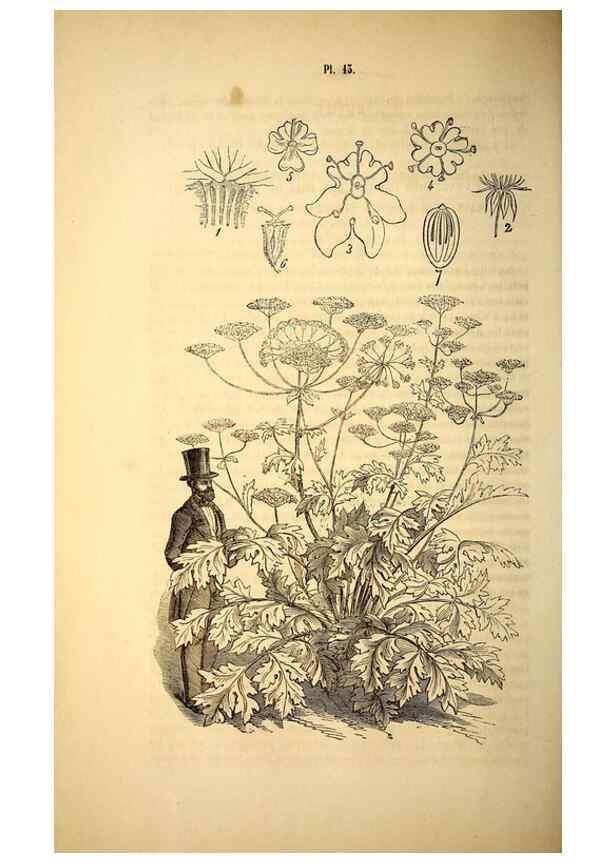 Reproducción/Reproduction 49269336896: Belgique horticole.. Liége.. 