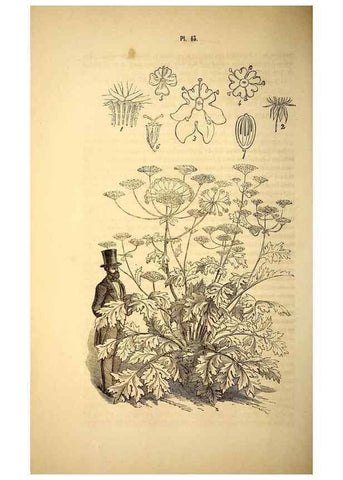 Reproducción/Reproduction 49269336896: Belgique horticole.. Liége.. 