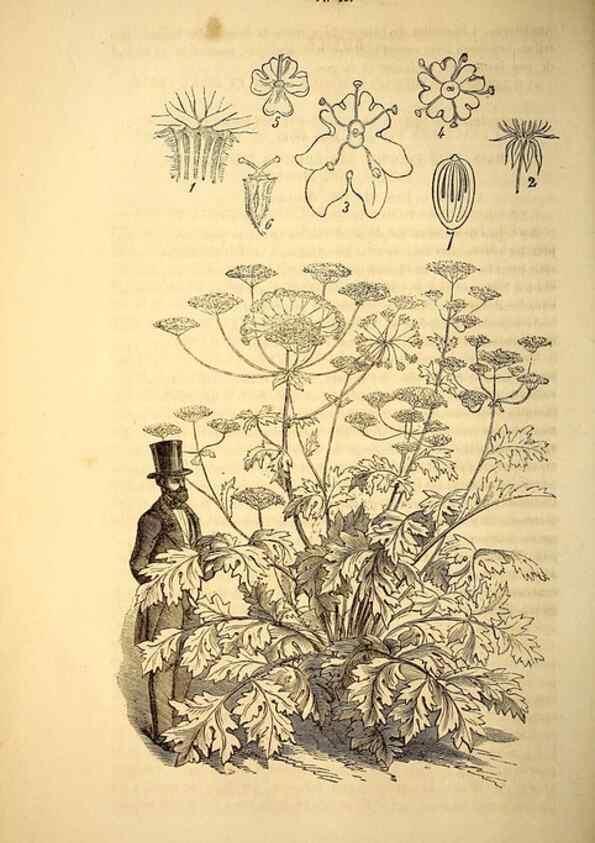 Reproducción/Reproduction 49269336896: Belgique horticole.. Liége.. 
