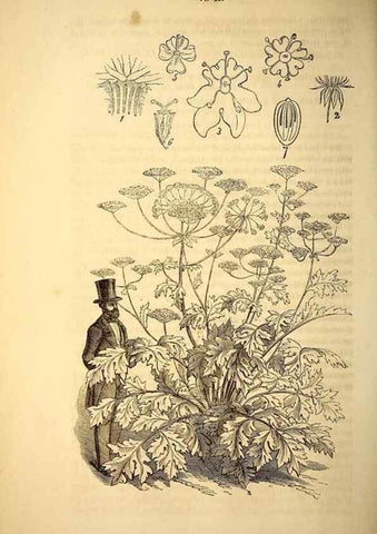 Reproducción/Reproduction 49269336896: Belgique horticole.. Liége.. 