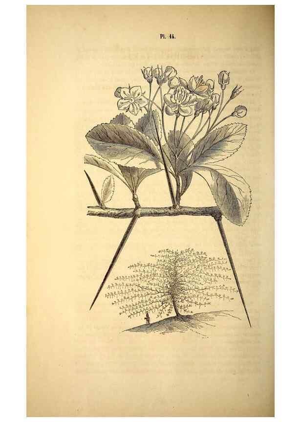Reproducción/Reproduction 49268876758: Belgique horticole.. Liége.. 