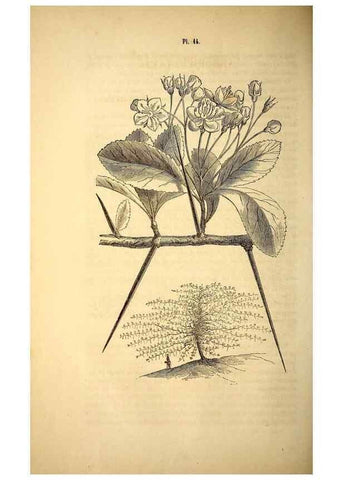 Reproducción/Reproduction 49268876758: Belgique horticole.. Liége.. 