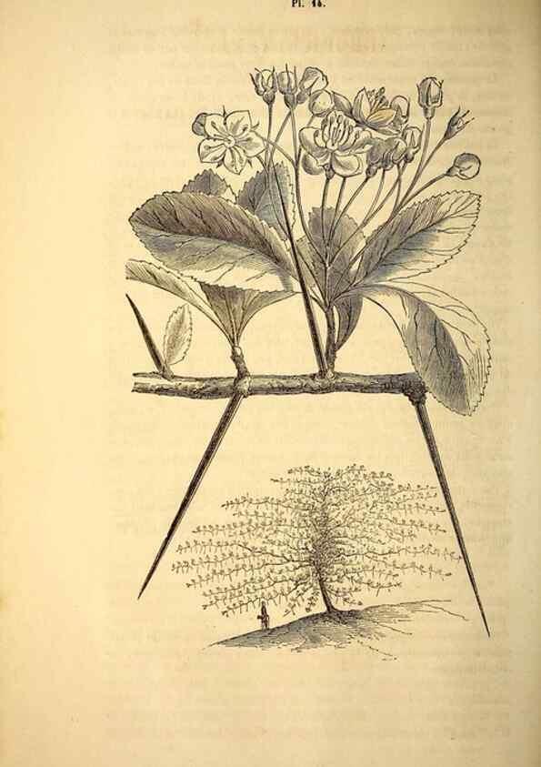 Reproducción/Reproduction 49268876758: Belgique horticole.. Liége.. 
