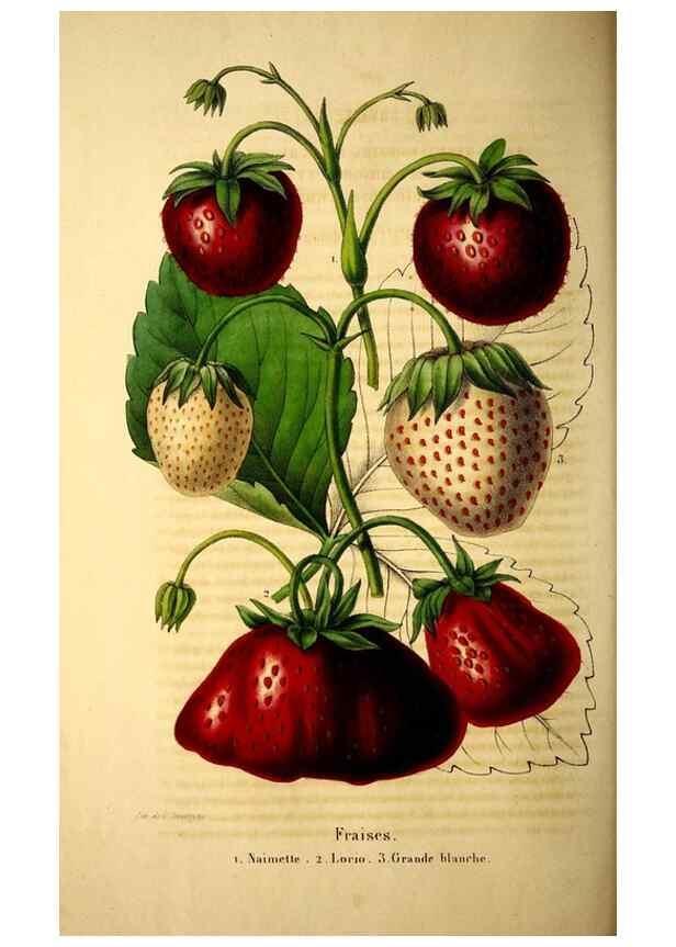 Reproducción/Reproduction 49269337726: Belgique horticole.. Liége.. 