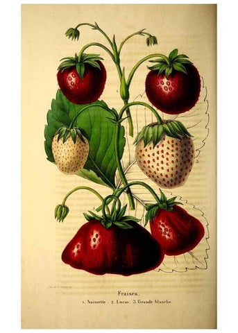 Reproducción/Reproduction 49269337726: Belgique horticole.. Liége.. 