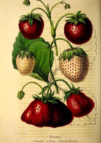 Reproducción/Reproduction 49269337726: Belgique horticole.. Liége.. 