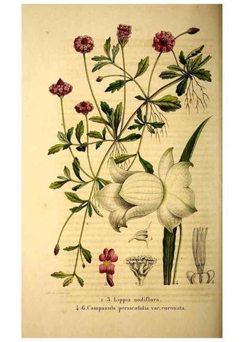 Reproducción/Reproduction 49269338731: Belgique horticole.. Liége.. 